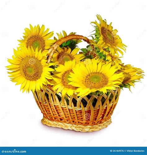 Basket Of Sunflowers Royalty Free Stock Image - Image: 26184976