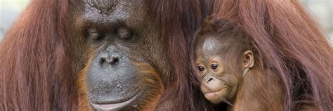 Where to see orangutan in Borneo | Audley Travel