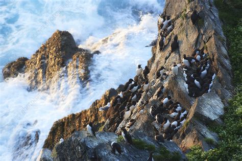 Common guillemot colony nesting on cliff - Stock Image - C041/2630 ...