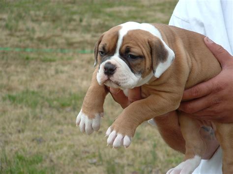 American Bulldog Wallpapers Images Photos Pictures Backgrounds