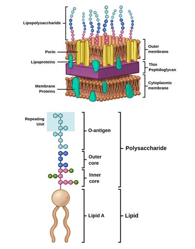 Gram-negative cell wall - Labster