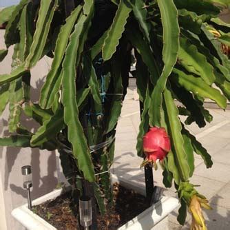 White Dragon Fruit Plant