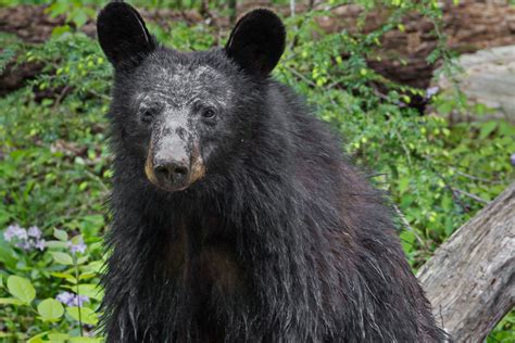 FULL - Southern Appalachian Naturalist Certification Program (SANCP) - Mammals - Tremont Institute