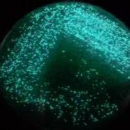 (PDF) Selective cytotoxicity of bioluminescent bacteria isolated from fresh ink of Philippine ...