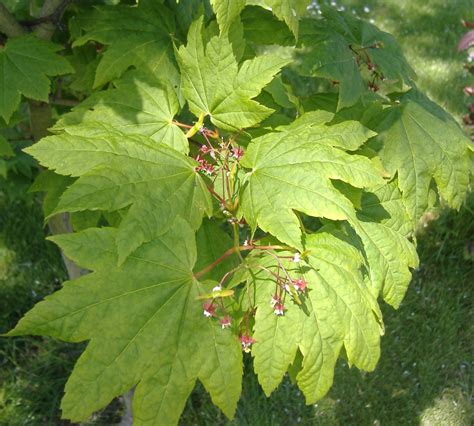 Vine maple | Green Admiral Nature Restoration