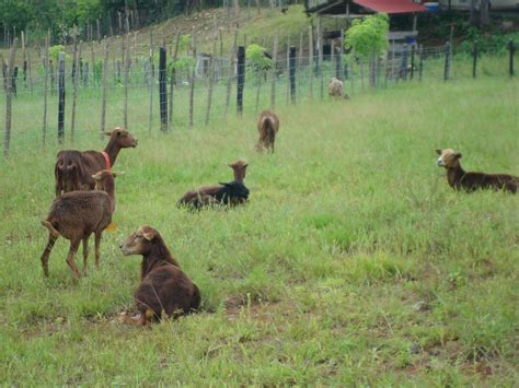 The Tierra Viva Project: Our pasture rotation project with forage trees ...