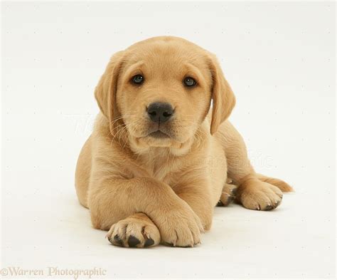 Dog: Yellow Labrador Retriever puppy lying with paws crossed photo WP13020