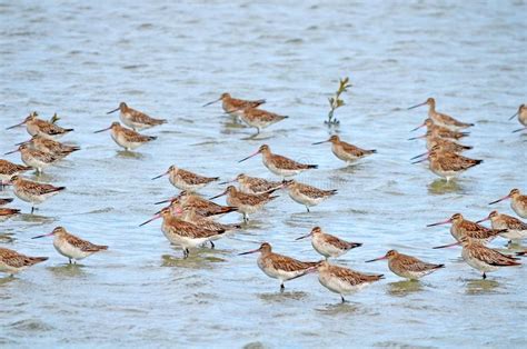 Bar-tailed Godwit at the Miranda Shorebird Centre Stock Photo - Image of coastline, flight ...