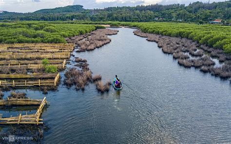 Discovering Bau Ca Cai mangrove forest in Quang Ngai