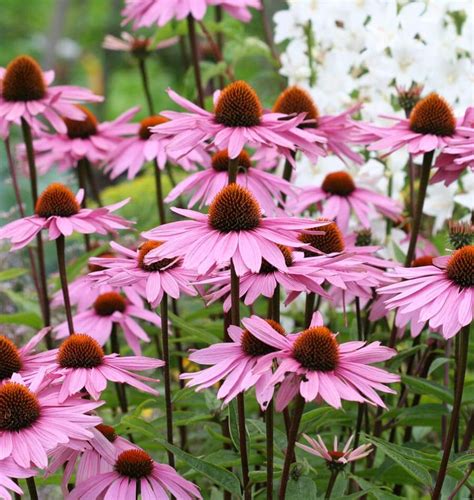 Purple Coneflowers Echinacea – West Coast Seeds