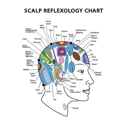 Scalp Reflexology Benefits And Uses - Healthy Huemans