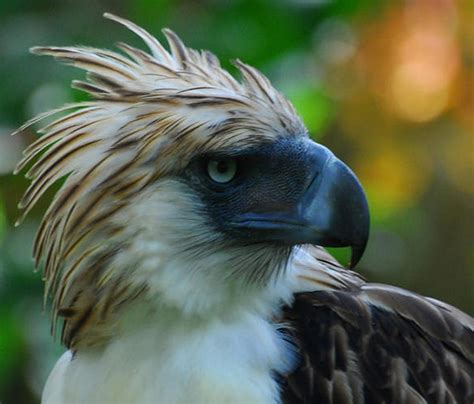 The Philippine Eagle: Philippine Eagle