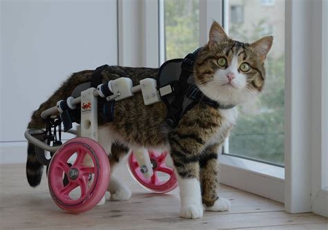 Paralyzed Cat Takes On The World In A Wheelchair–With His Best Ferret Friends By His Side ...