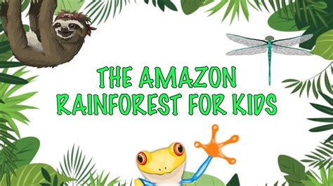 Amazon Rainforest Butterfly Facts