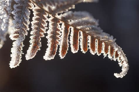 Macro Photography: How to Photograph Frost & Ice - Nature TTL