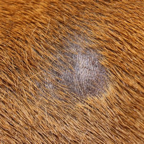 What Causes Hair Loss in Dogs?