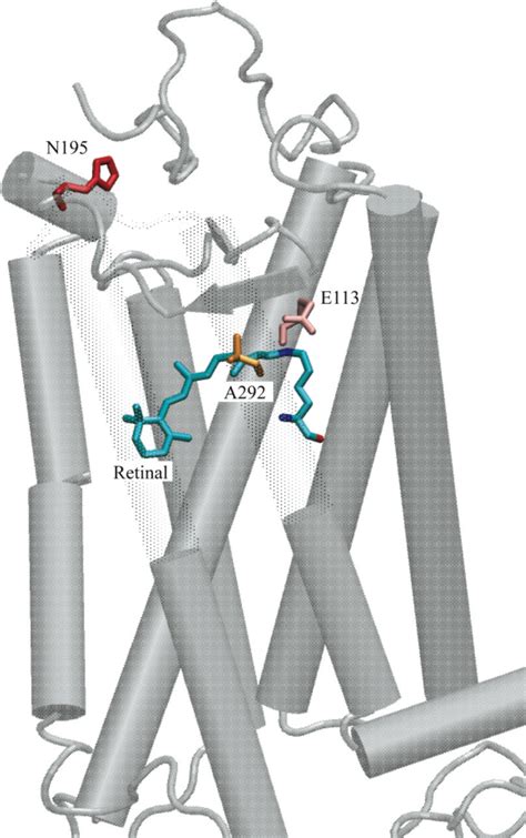 Protonated Schiff-base of retinal and amino acid residues at the sites... | Download Scientific ...