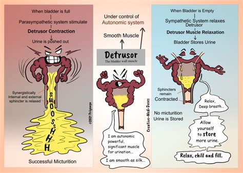 Detrusor and Sphincters - Creative Med Doses