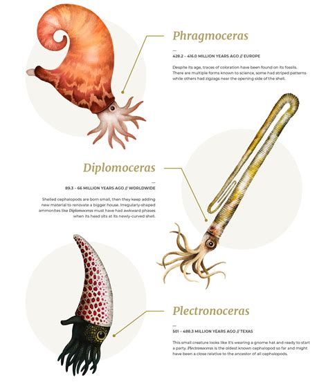 500 million years of cephalopod fossils on Behance