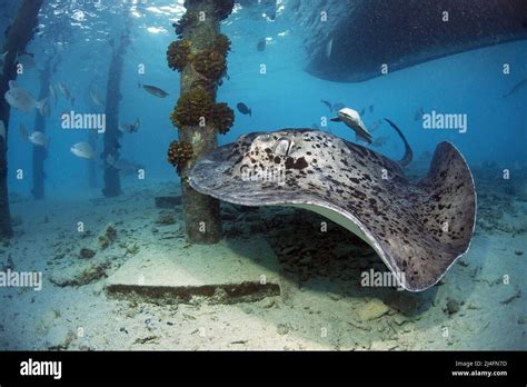 Whiptail stingray, Blotched Stingray or Common stingray (Taeniurops meyeni), under the jetty ...