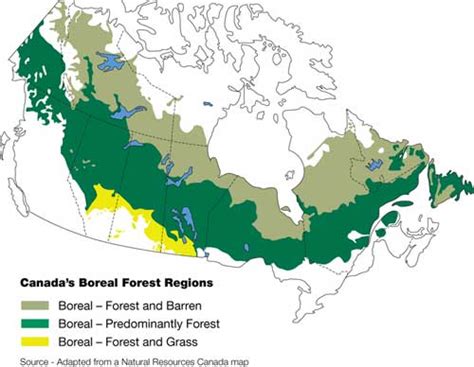 Boreal Forest Canada Map - Rosa Wandie