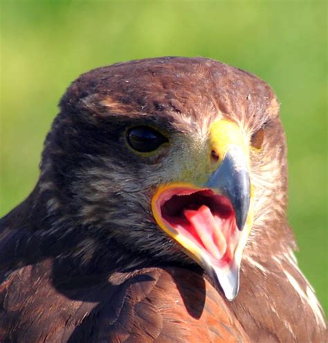In search of the Maltese Falcon #11 - Harris Hawk, Malta F… | Flickr