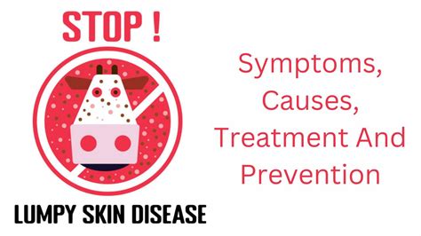 Lumpy Skin Disease: Prevention, Symptoms & Treatment - Health 24