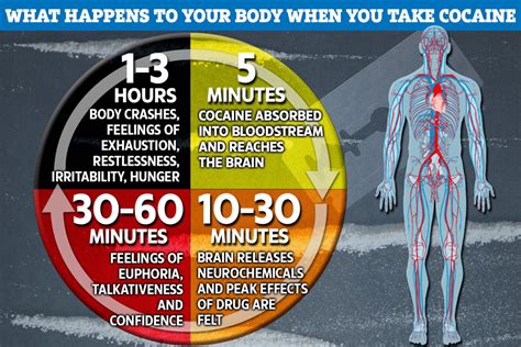 Minute by minute, how cocaine wreaks havoc on your body – and its ...