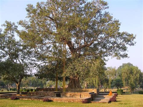 The Mathisen Corollary: The Bodhi Tree