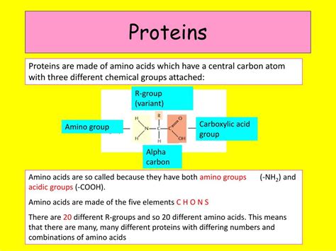 PPT - Proteins PowerPoint Presentation, free download - ID:6852573