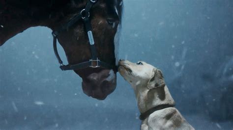 The Iconic Budweiser Clydesdales Deliver On-Screen Magic in Brand’s ...