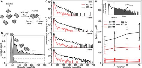 MP of actin filament formation. (A) Schematic of the transition from... | Download Scientific ...
