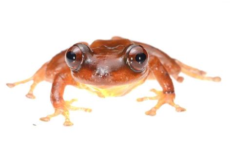 Singing in the rain: A new species of rain frog from Manu National Park, Amazonian Peru