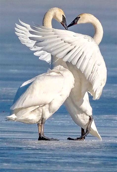 Swans embracing- swan love | Pet birds, Nature animals, Pretty birds