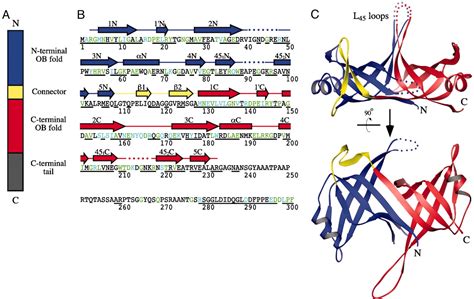 Deinococcus Radiodurans Genome