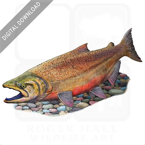 Stock Art Drawing of a Chinook Salmon - inkart