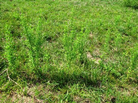 Goatweed Spreading West: Found in Holmes County Pastures | Panhandle ...