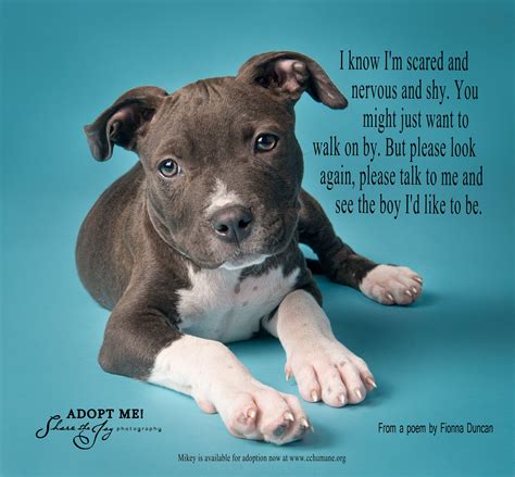 Pin on Pit Bull Quotes, Poster, Sign, Fun