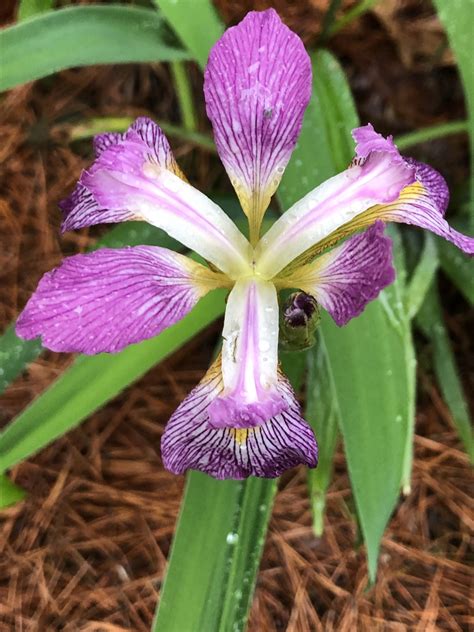 Iris cristata (Crested Iris, Dwarf Crested Iris, Iris) | North Carolina ...