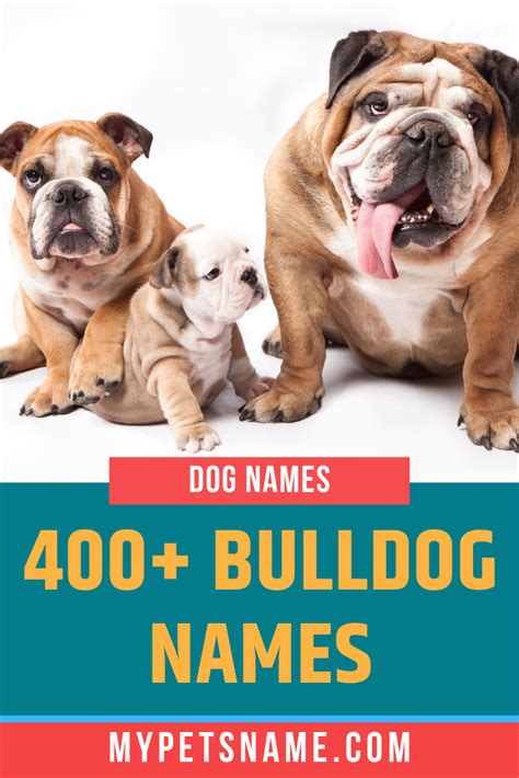 Bulldog Names | Bulldog names, English bulldog puppies, Bulldog