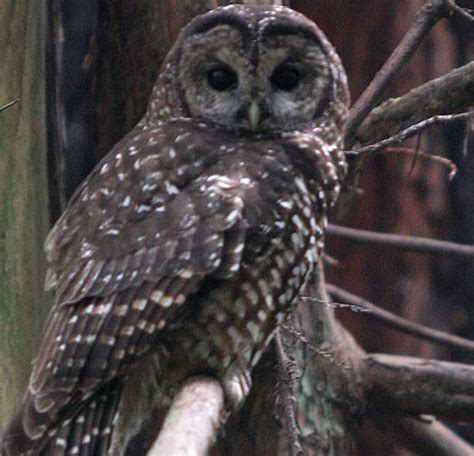 Northern spotted owl (threatened) - Pacific Forest Trust