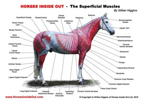 Horse Anatomy - Allpony