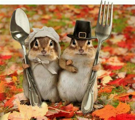 Happy Thanksgiving! | Squirrel pictures, Cute little animals, Vintage ...