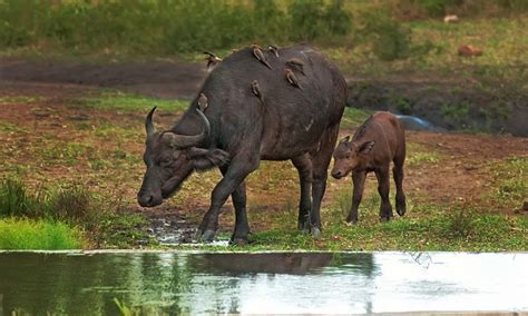 The Wildlife of Victoria Falls National Park - Animals Network