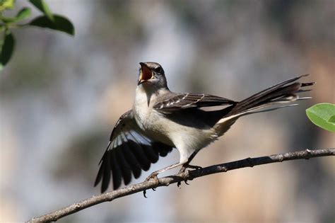 Tennessee State Bird Northern Mockingbird | Northern mockingbird, State birds, Bird