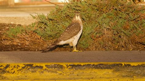 Cooper’s Hawk – Behavior – Brian Rusnica