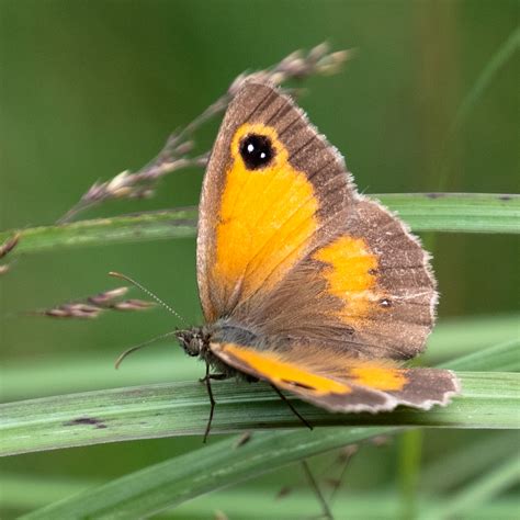 Gatekeeper Butterfly – Eco Ellie