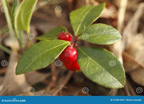 Wintergreen with Red Berries Stock Image - Image of colorful, botany ...