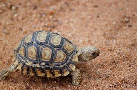 Leopard Tortoise - Habitat, Behavior, Breeding, Pictures and Other Information | by Pets Planet ...