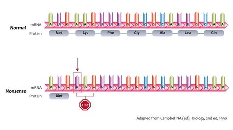 Nonsense Mutation — Definition & Examples - Expii